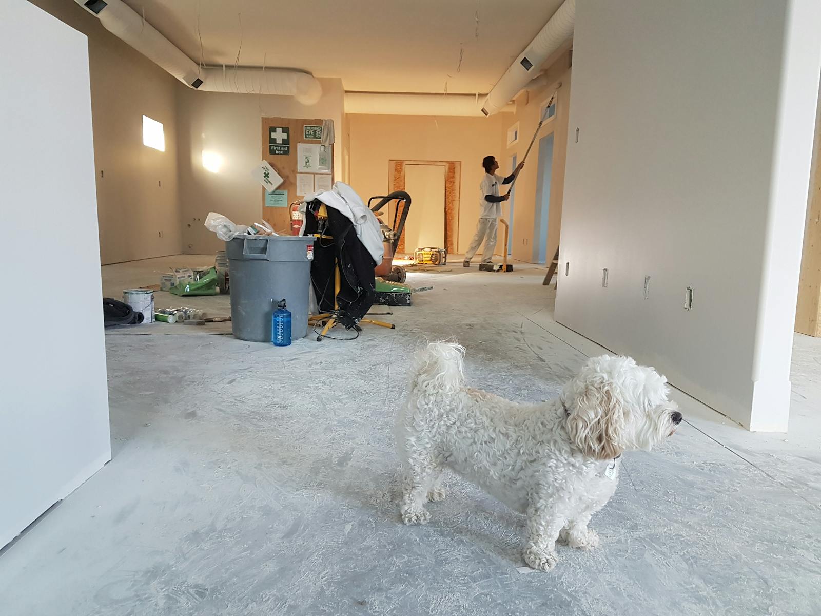 Close-up Photography of White Poodle, home renovation